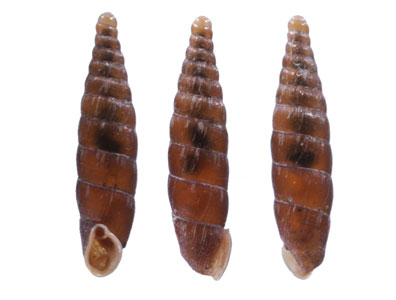 ルゴサノミギセル （仮称） Clausilia rugosa parvula small