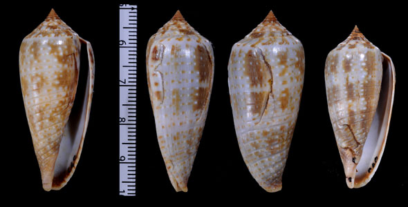 ハイイロイモ Conus cinereus