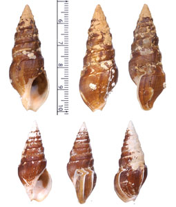 コゲクラウシクダマキ (仮称) Clionella semicostata small