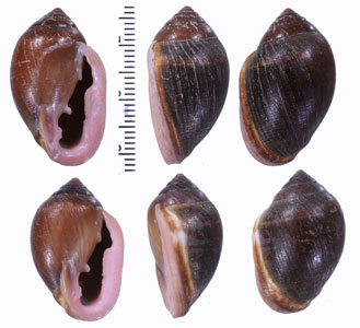 ネコノミミガイ Cassidula aurisfelis small