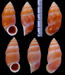 インドヒメオオサナギ Schistoloma funiculata
