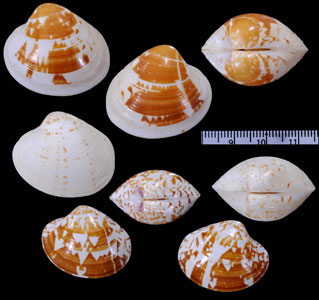 ナンシーウスハマグリ (仮称) Hyphantosoma nancyae small