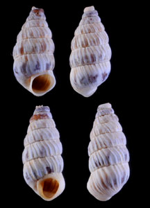 キューバサナギヤマイトカケ (仮称) Microceramus cubaensis small