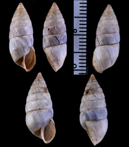 アバンカイオカカクタニシの一種 (仮称) Bostryx abancayensis rudistriatus small
