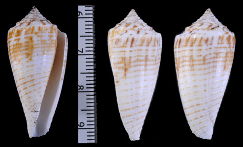ホソワイモ Conus mucronatus small