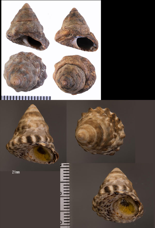 コガネヤマガタタマキビ Bembicium auratum small