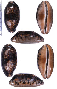 ムラクモダカラインド洋のform Chelycypraea testudinaria ingens