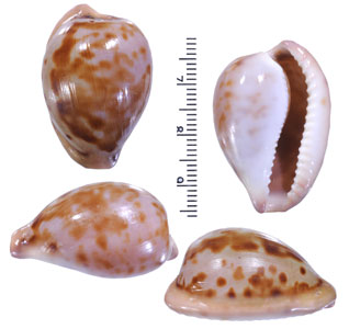 マランナンアダカラ (仮称) Cypraeovula castanea malani small