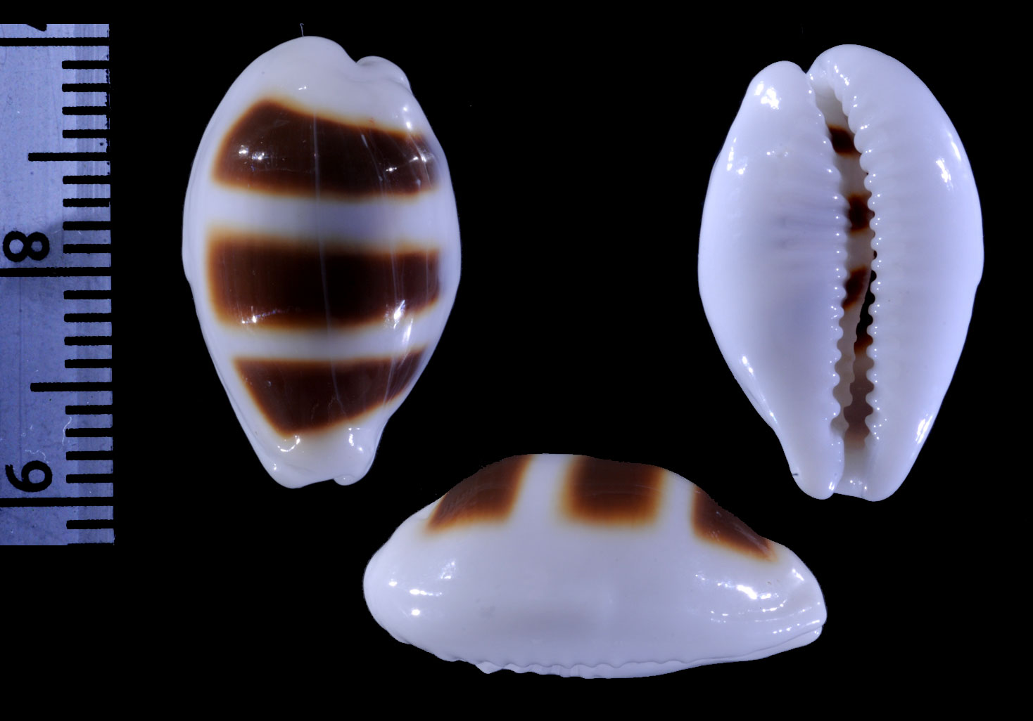 Microshells: Palmadusta asellus bitaeniata ウキダカラの一型