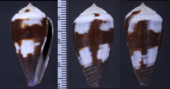 スソムラサキイモ Conus coffeae small
