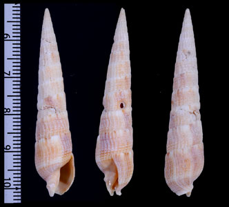 ハヤテギリ Hastulopsis amoena small