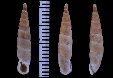 カンゲツコギセル (仮称) Euphaedusa latilunellaris small