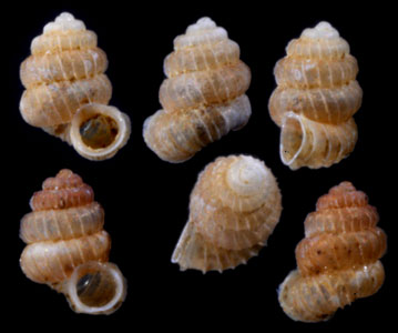 メンガブアエントツノタウチガイ (仮称) Opisthostoma mengaburensis small