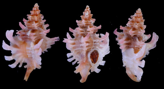 マクタンツブリ Favartia mactanensis small