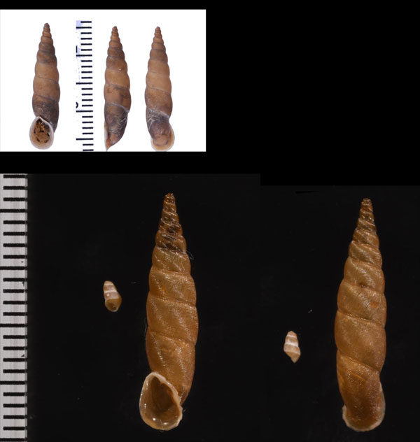 チンタマニスギセル (仮称) Phaedusa filicostata f. chintamanis small