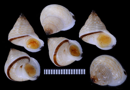 ソコオビアオミオカタニシ (未詳) Leptopoma atricapillum aff. small