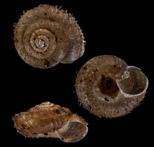オウミケマイマイ (オオミケマイマイ) Aegista omiensis small