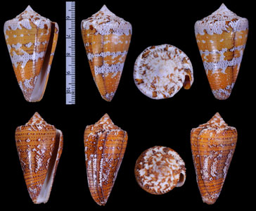 ホウセキミナシ Conus cedonulli small