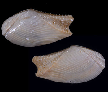 ウルスロウバイ Lembulus bicuspidatus small
