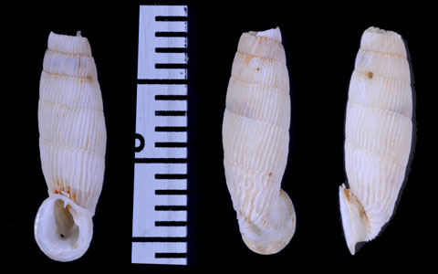 チベリシチリアギセル (仮称) Siciliaria tiberii tiberii small