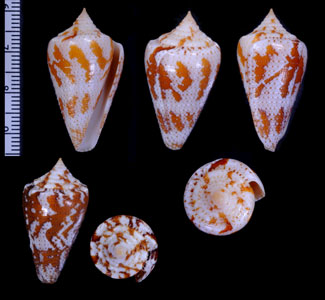 ドミニカホウセキミナシ Conus cedonulli dominicanus small