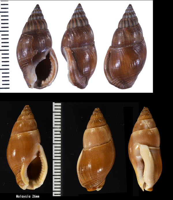 クラヤミヨフバイ Nassarius fuscus small