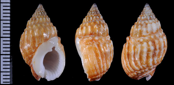 ニヨリアツムシロ Nassarius acuticostus small