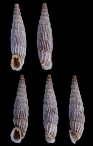 エーゲヒダトリアオギセル (仮称) Albinaria lerosiensis small