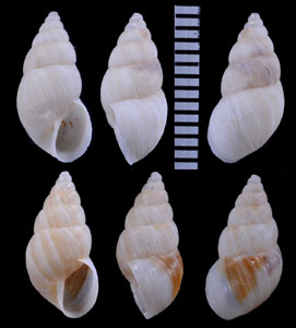 キャメイトウガタマイマイ (仮称) Naesiotus subcostatus chamayensis small