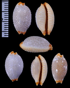 ミナミサメダカラの一型 Staphylaea staphylaea consobrina descripta small
