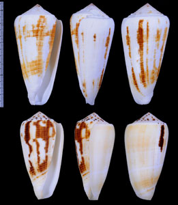 ボルネオヤキイモ Conus magus var. borneensis small