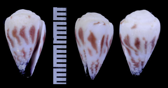 ハナワイモ Conus sponsalis