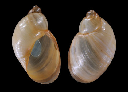 キューバオカモノアラガイ (仮称) Succinea tenuis small
