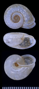 ガロロシロオビマイマイ (仮称) Planispira galoloensis small