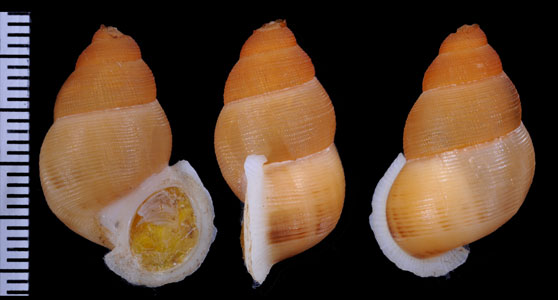 フクレクチヒレの亜種 Chondrothyra incrassata subincrassata small
