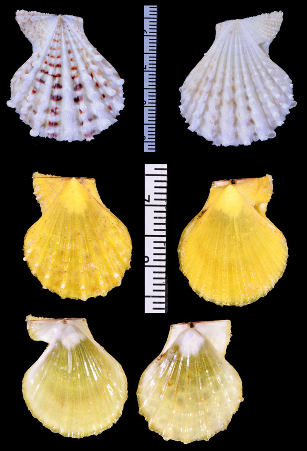 ウロコキンチャク Caribachlamys pellucens small