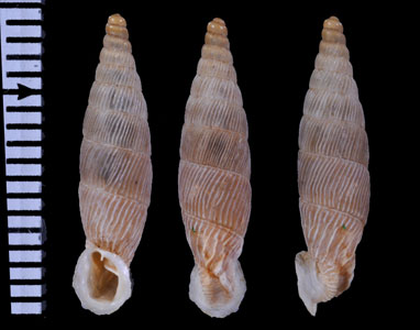 アンタルヤフクレクビカドギセル (仮称) Albinaria percristata vallicola small
