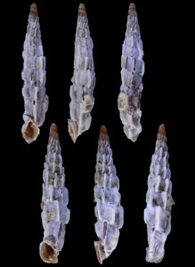 ヤセサブラメロサアオギセル (仮称) Albinaria sublamellosa schultesi