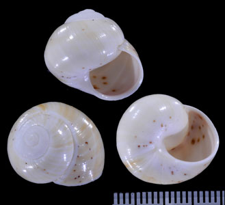 シロハナヤカコダママイマイ (仮称) Polymita muscarum splendida albina small