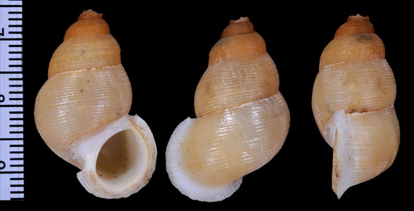 コガネフクレクチヒレ (仮称) Chondrothyra incrassata aurantiaca small