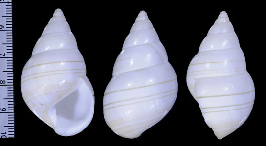 ミサキイトヒキマイマイ Liguus fasciatus capensis small