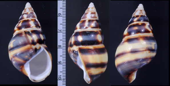 クリイロイトヒキマイマイ Liguus fasciatus castaneus