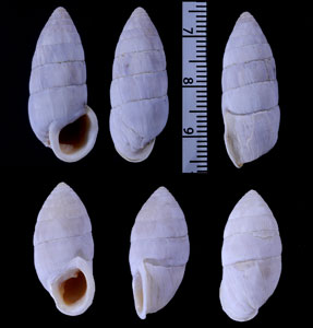 ミツマタオオタワラ (仮称) Cerion tridentatum small