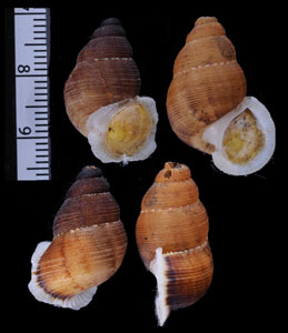 アミメクチヒレの亜種02 Chondrothyra reticulata fratena small