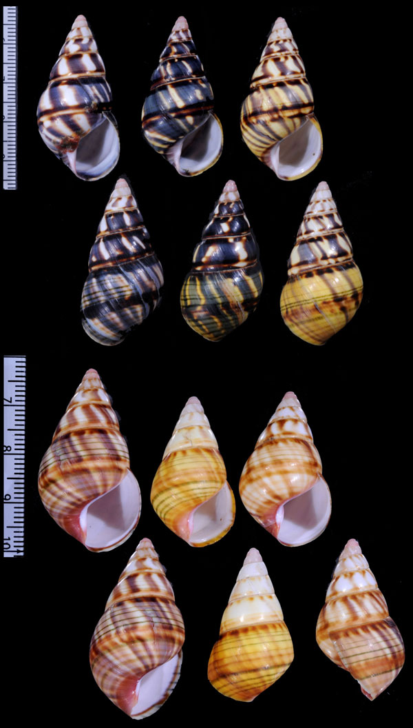 サンタマリアイトヒキマイマイ (仮称) Liguus fasciatus sanctamariae small