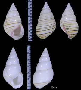 フェリアイトヒキマイマイ (仮称) Liguus fasciatus feriai small