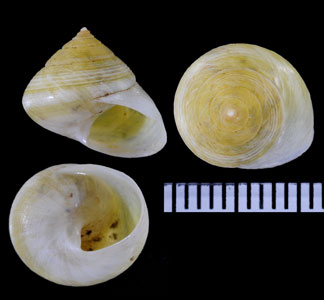 カロッサヤマキサゴ (仮称) Eutrochatella callosa small