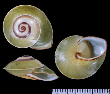 ヒガサマイマイ Chloraea dryope small