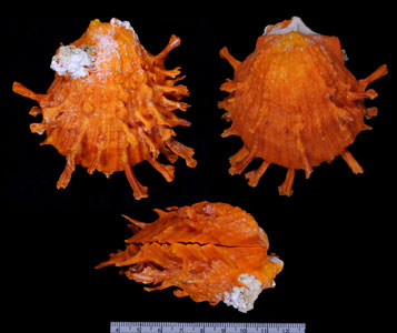 ハデダンドクメンガイ Spondylus foliaceus croceus small
