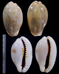 ニヨリコモンダカラ Erosaria erosa similis